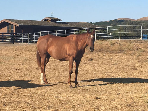 Mares - Chetten County