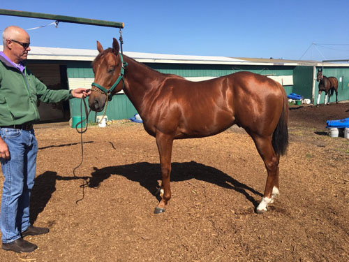 Race Horse - Malakai Moxie