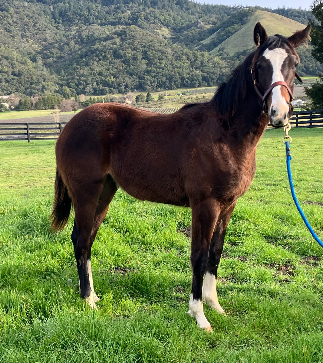 Unnamed filly by Mr. Big out of A Walk in the Park