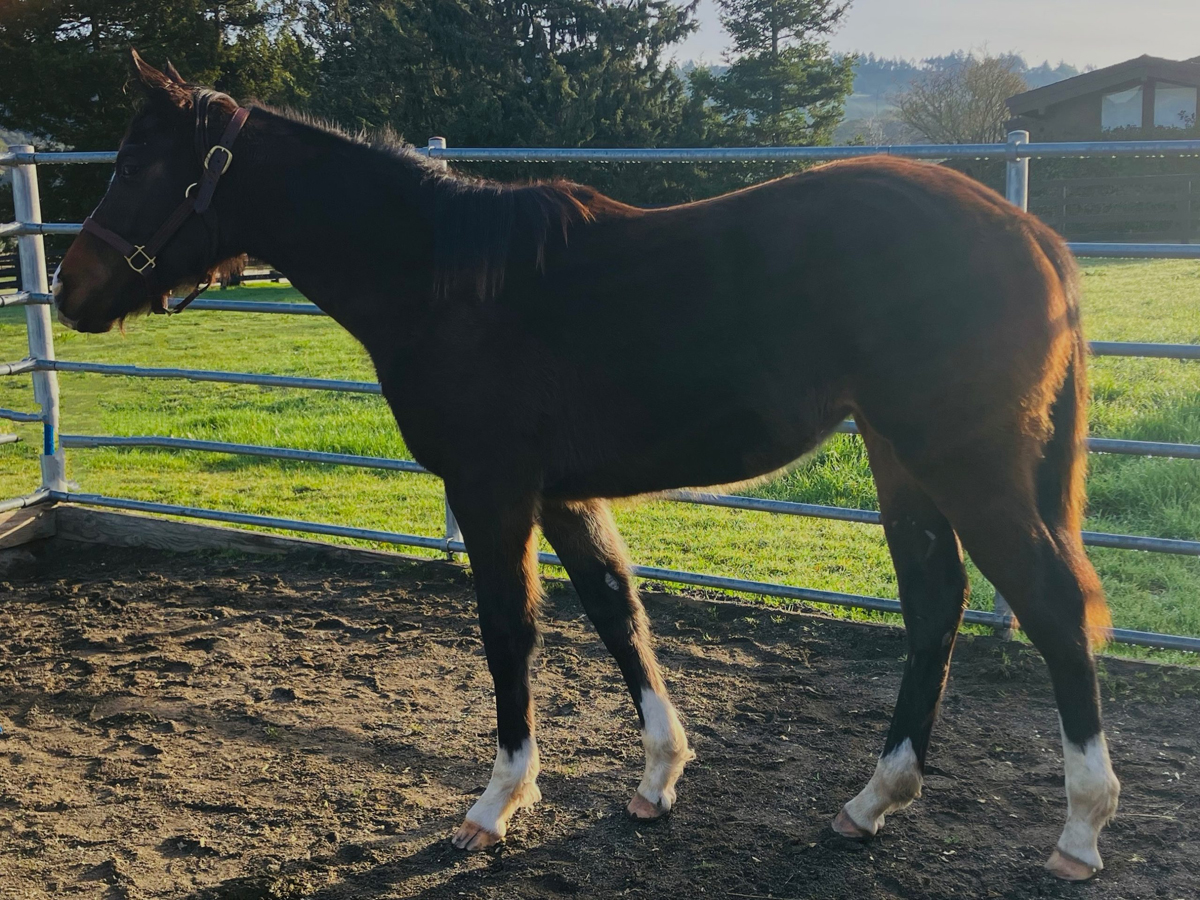 Unnamed filly by Mr. Big out of A Walk in the Park 2