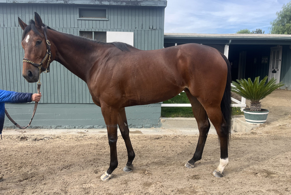 Waiting for My Cue Carliwood Race Horse